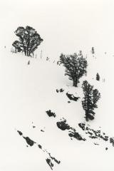 3 Trees, 1978
